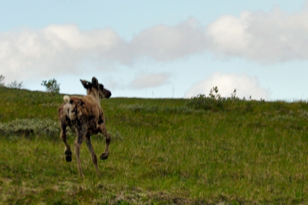 Caribou