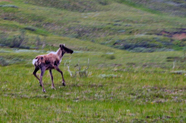 Caribou