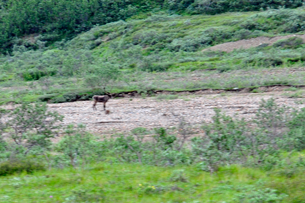 Caribou