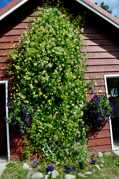 hanging ferns