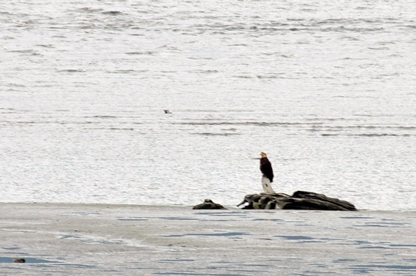 bald eagle