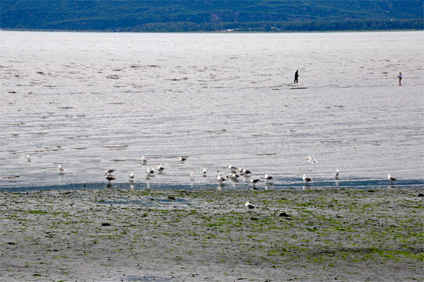 Bald Eagle and other birds