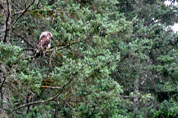 bird in a tree