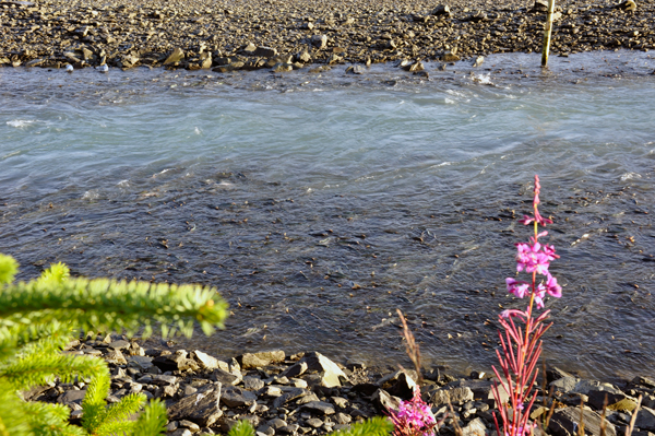 Solomon Gulch Fish Hatchery and fireweed