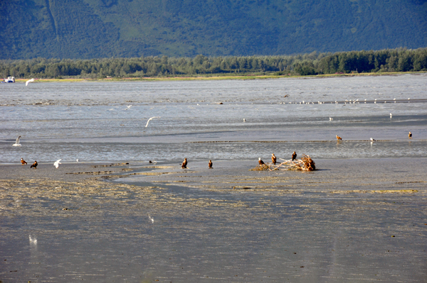 bald eagles, golden eagles and other birds