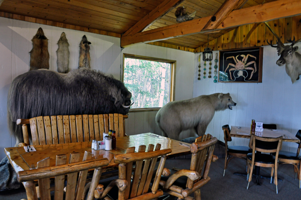 dining and wildlife