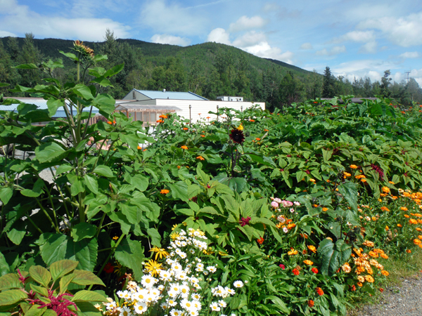 flowers at Chena Hot Springs