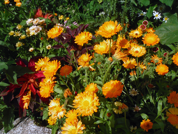 flowers at Chena Hot Springs