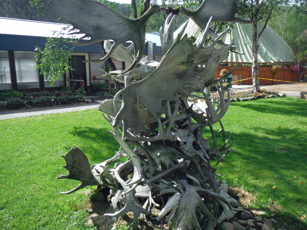 antlers at Chena Hot Springs