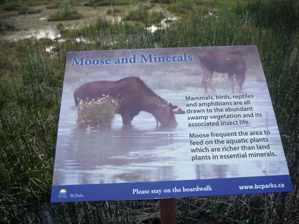 sign about moose and minerals