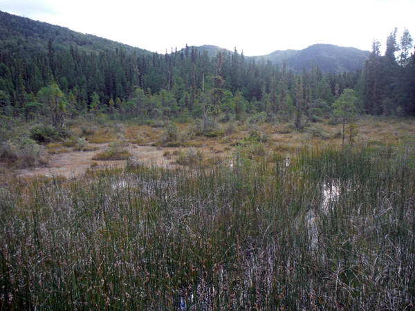 Liard River Hot Springs 