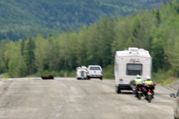 big buffalo in the road