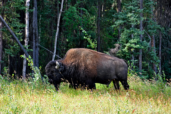 buffalo