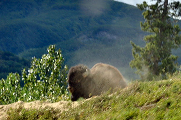 buffalo rolling in dirt