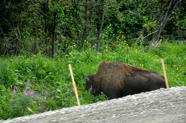 buffalo