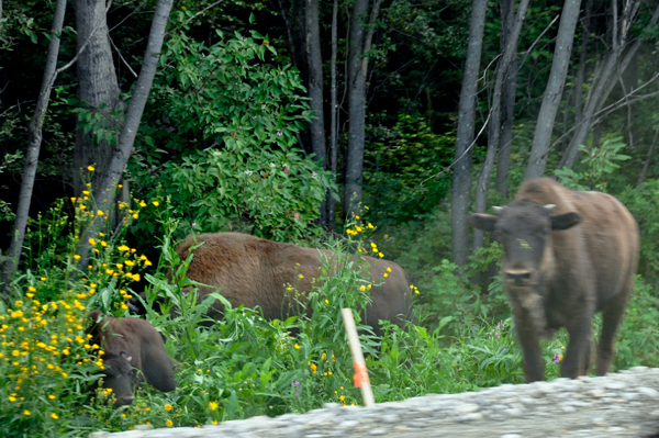 3 buffalo