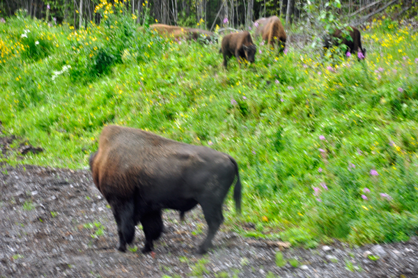 herd of buffalo