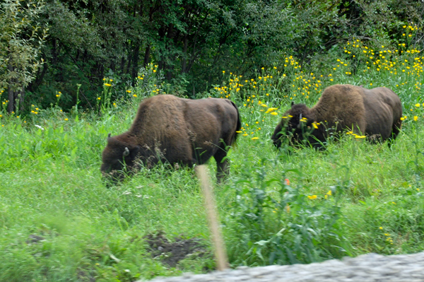 2 buffalo