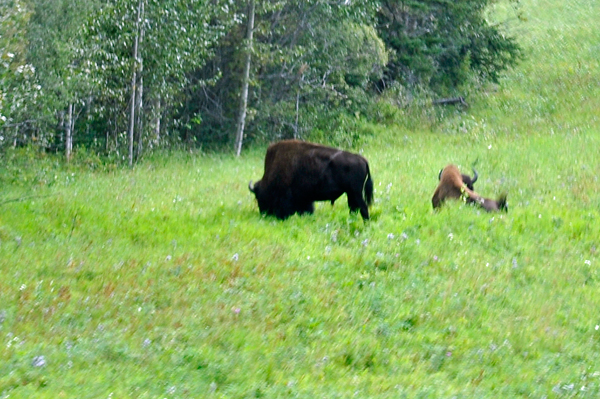 two buffalo