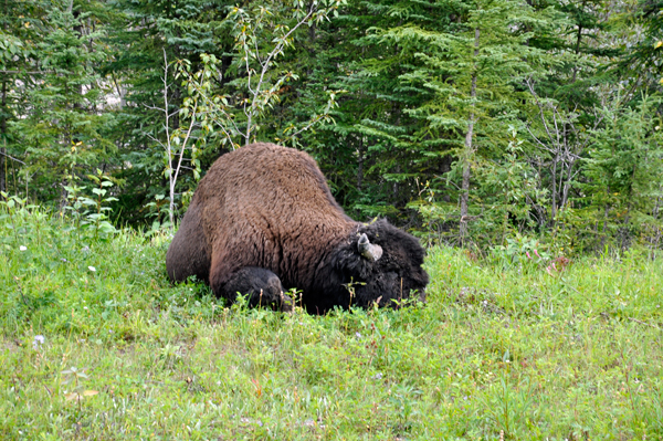 big buffalo