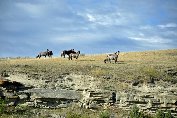 horses on the hill