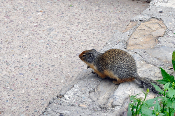 Columbian Ground Squirrel