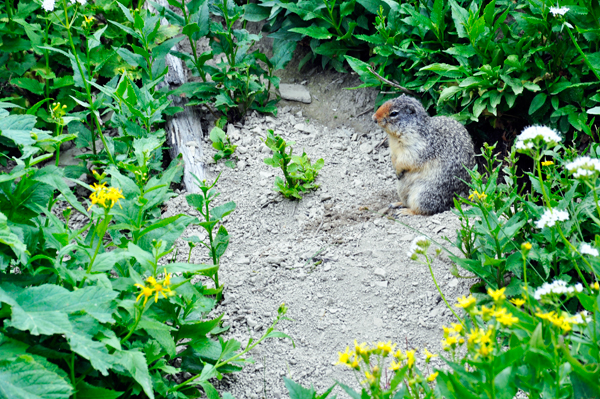 Columbian Ground Squirrel