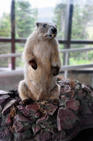 Hoary Marmot