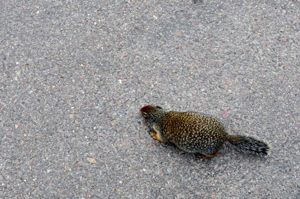 Columbian Ground Squirrel