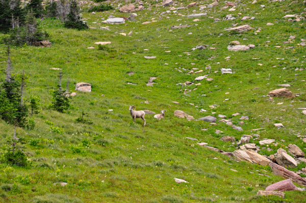 Big Horn Sheep