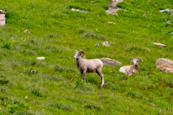 Big Horn Sheep