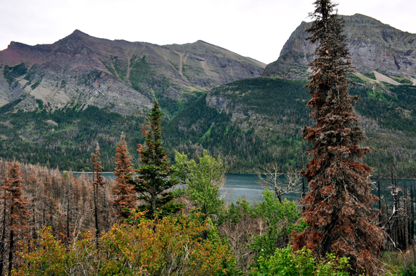 scenery in Glacier National Park