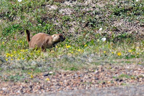 Prairie dog