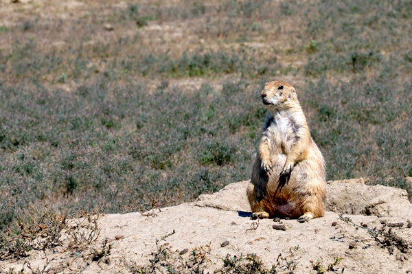 prairie dog