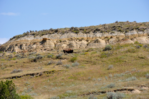 scenery i Theodore Roosevelt National Park