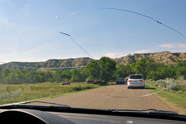 Bison in the road