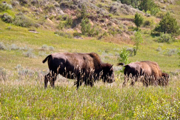 bison