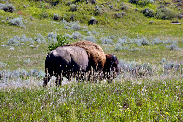 bison