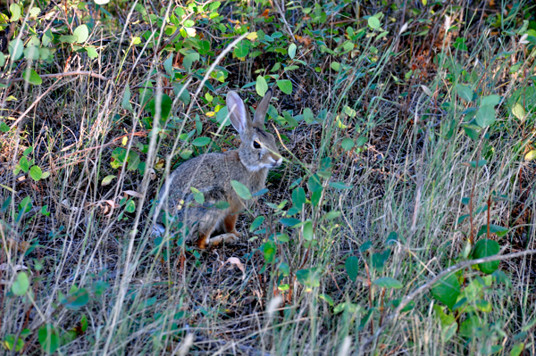 rabbit at TR NP