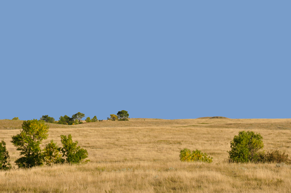 Prairie grassland