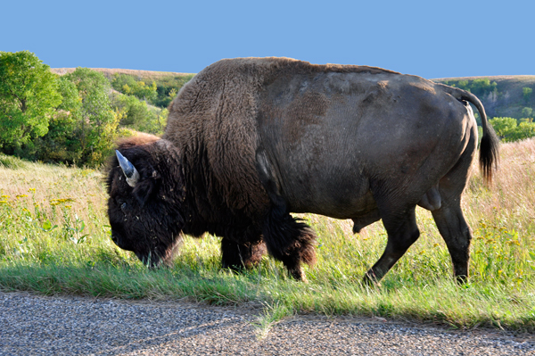 buffalo - bison at TR NP