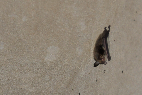 bat