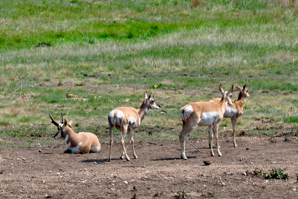 PRONGHORNS