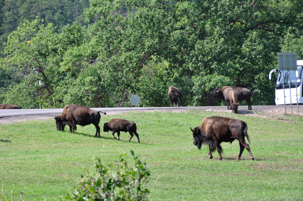 buffalo in the grass