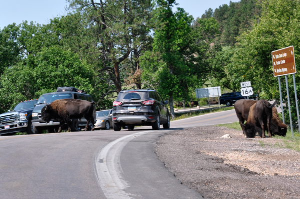 buffalo in the street