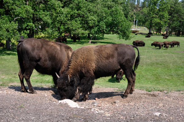 two bison feeding