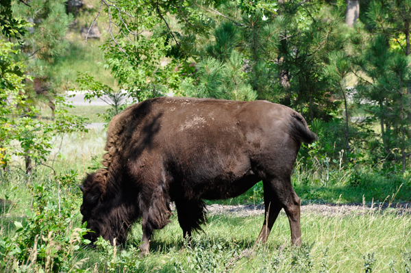 buffalo