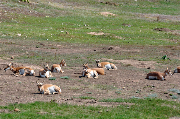 PRONGHORNS