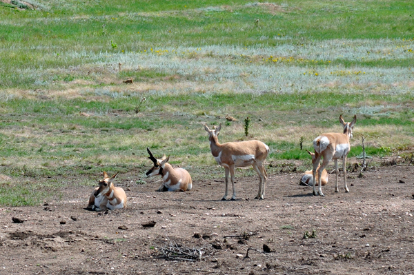 PRONGHORNS