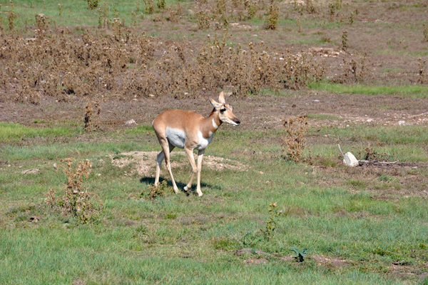 PRONGHORN